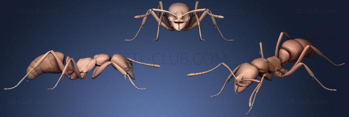 3D model Ant Walk Test (STL)